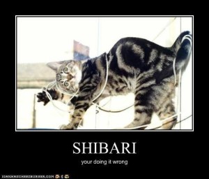 shibari cat 02